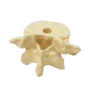 Vertebra Shaped Pencil Holder Model 1