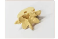 Vertebra Shaped Pencil Holder Model 1