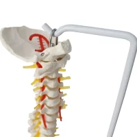 Spine Model 85 cm Model 15