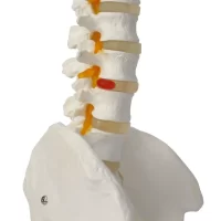 Spine Model 85 cm Model 15