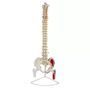 Spine Model 85 cm Model 17