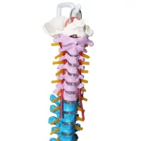 Spine Model 85 cm Model 18