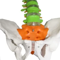 Spine Model 85 cm Model 18