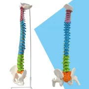 Spine Model 85 cm Model 19