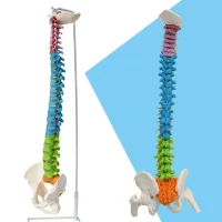 Spine Model 85 cm Model 19