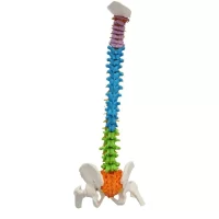 Spine Model 85 cm Model 19