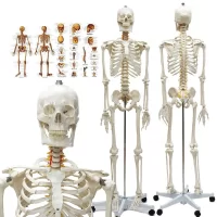 Full Skeleton Model 170 cm Model 10