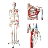 Full Skeleton Model 170 cm Model 12