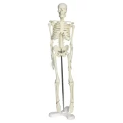 Full Skeleton Model 45 cm Model 4