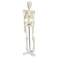 Full Skeleton Model 45 cm Model 4