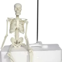 Full Skeleton Model 45 cm Model 4