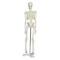 Full Skeleton Model 45 cm Model 4