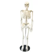 Full Skeleton Model 85 cm Model 5