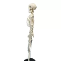 Full Skeleton Model 85 cm Model 5