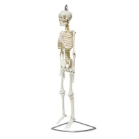 Full Skeleton Model 85 cm Model 6