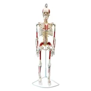 Full Skeleton Model 85 cm Model 8