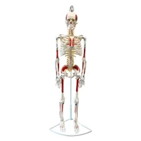 Full Skeleton Model 85 cm Model 8