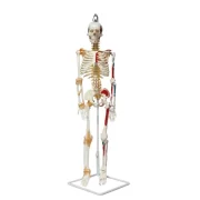 Full Skeleton Model 85 cm Model 9