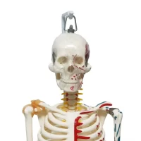 Full Skeleton Model 85 cm Model 9