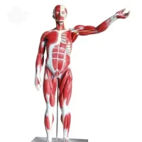 Full Body Muscle Training Model Model 37