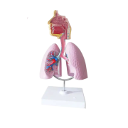 Lung Model Model 48