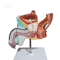 Male Pelvic Floor Model Model 39