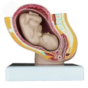 Pregnancy and Birth Model Model 40