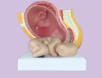 Pregnancy and Birth Model Model 40