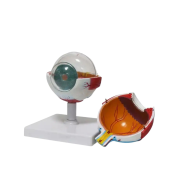 Eye Model Model 50