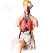 Human Internal Organ General Education Model Model 36