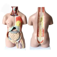 Human Internal Organ General Education Model Model 36