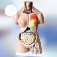 Human Internal Organ General Education Model Model 36