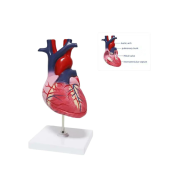 Heart Model Model 51