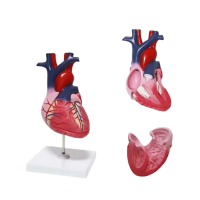 Heart Model Model 51