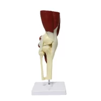 Muscular Knee Model Model 31