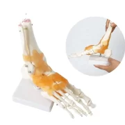 Spine Foot Model Model 29