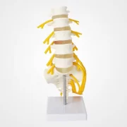 Spine Waist Model Model 23