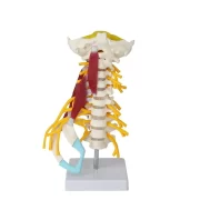 Spine Neck Muscle Model Model 22