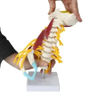 Spine Neck Muscle Model Model 22