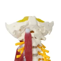 Spine Neck Muscle Model Model 22