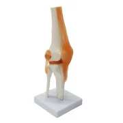 Spine Knee Model Model 27