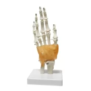 Spine Hand Model Model 26