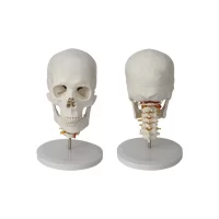 Spine Head Model Model 20