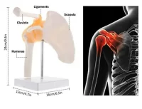 Spine Shoulder Model Model 30