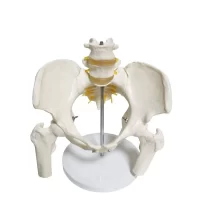 Spine Pelvis Model Model 24