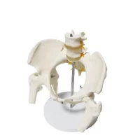 Spine Pelvis Model Model 24