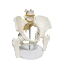 Spine Pelvis Model Model 24