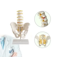 Spine Pelvis Model Model 25