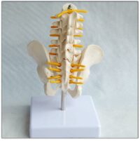 Spine Pelvis Model Model 25