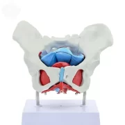 Pelvic Floor Model with Pelvis Model 44